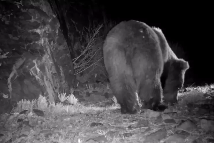 Редкий бурый медведь попал в объектив фотоловушки в нацпарке "Алтын-Эмель"