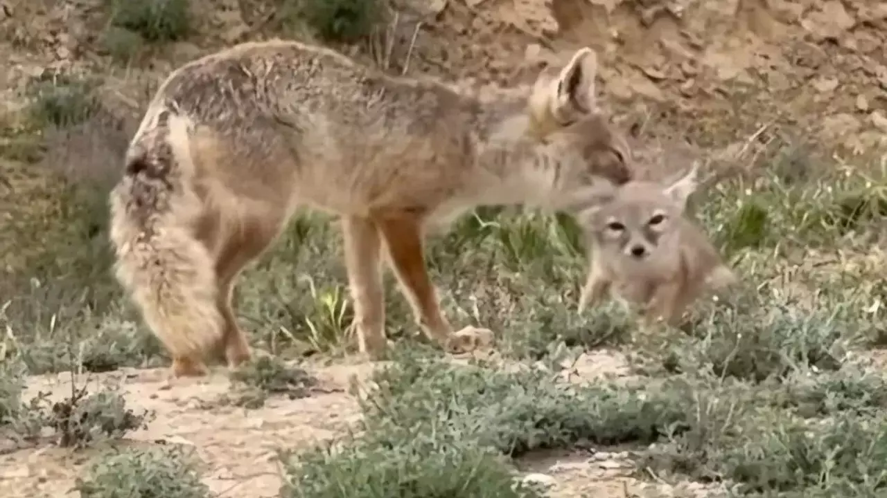 Ақтаудағы шағын ауданның бірінде қарсақ жүр