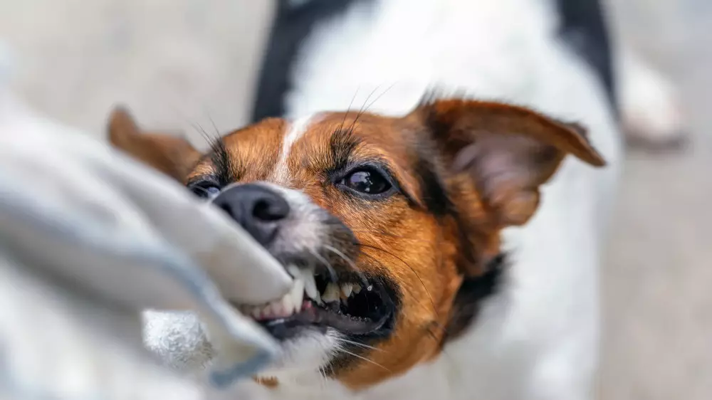 Алматинку укусила собака: позиция Ботанического сада