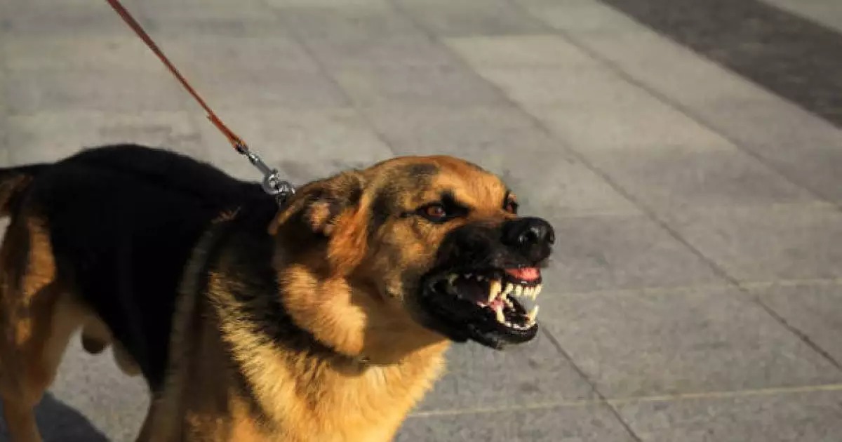  Көкшетауда 15 жастағы жасөспірімді иттер талап тастады (ВИДЕО) 