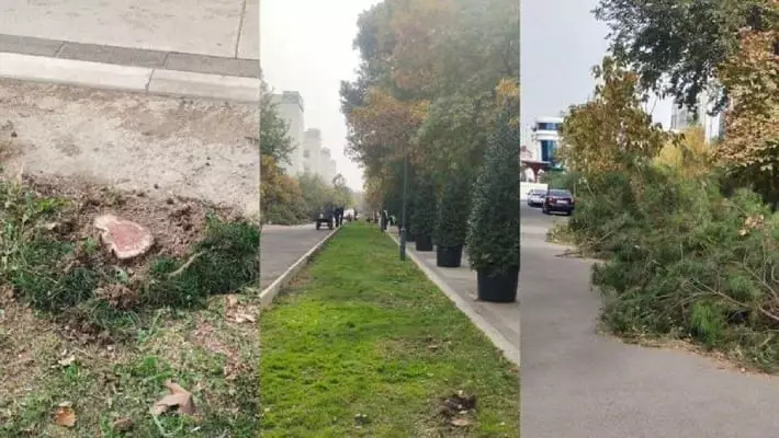 Кушербаев заявил о «трусости» прокуратуры после вырубки деревьев в Ташкенте