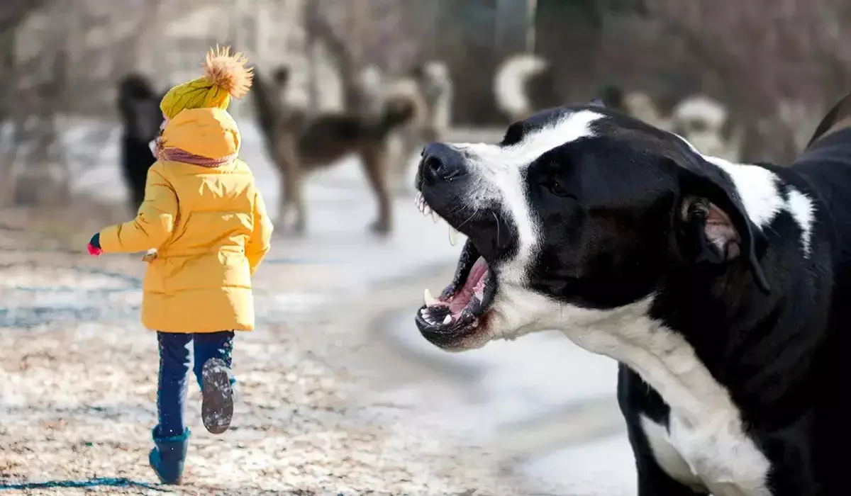 Көкшетауда қаңғыбас иттер 15 жастағы қыз баланы талап тастады