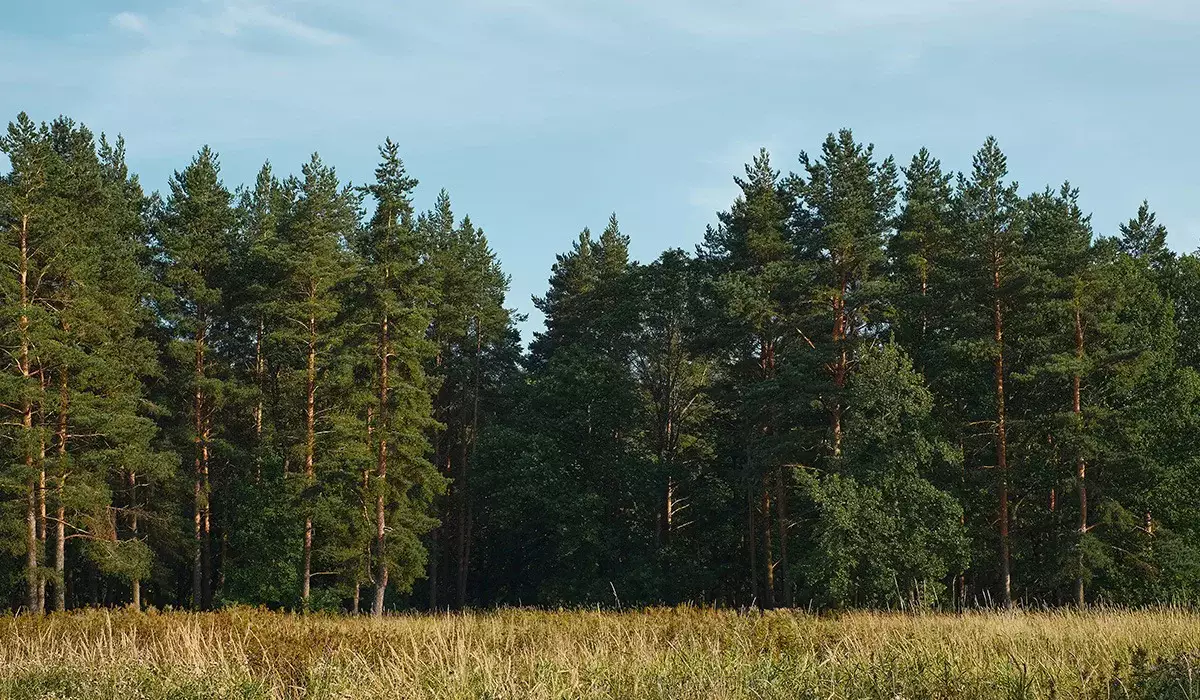 «Семей орманы» мемлекеттік резерватын танымдық туризм ретінде дамытуға болады – Берік Уәли