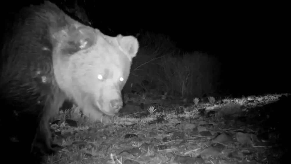 В Жетысу заметили редкого краснокнижного хищника