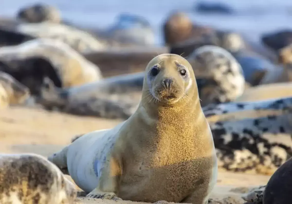 Тюлени продолжают гибнуть на Каспии: экологи проводят проверку