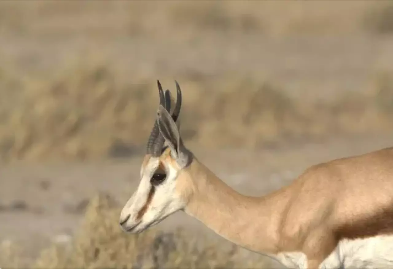 Трое жителей Алматинской области осуждены за охоту на джейрана