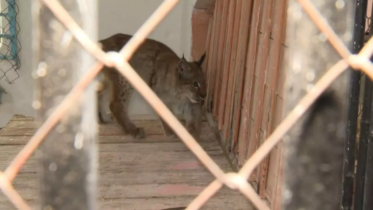 Семейде сілеусін табылды