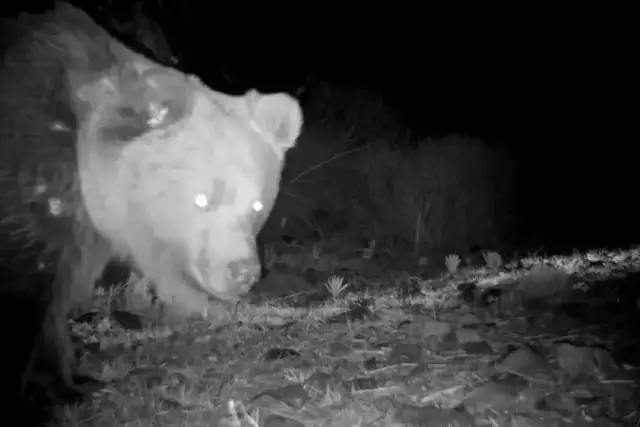 Жетісуда сирек кездесетін жыртқыш байқалды