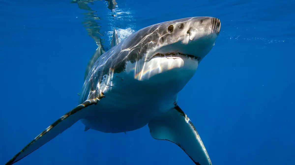 Австралиец выжил после нападения акулы во время серфинга