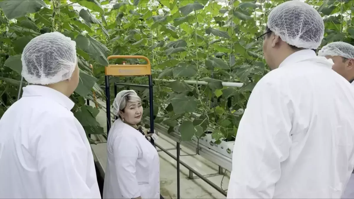 Жылыжайда жеміс мол: Атырау облысында шаруалар ауданды көкөніспен қамтамасыз етіп отыр