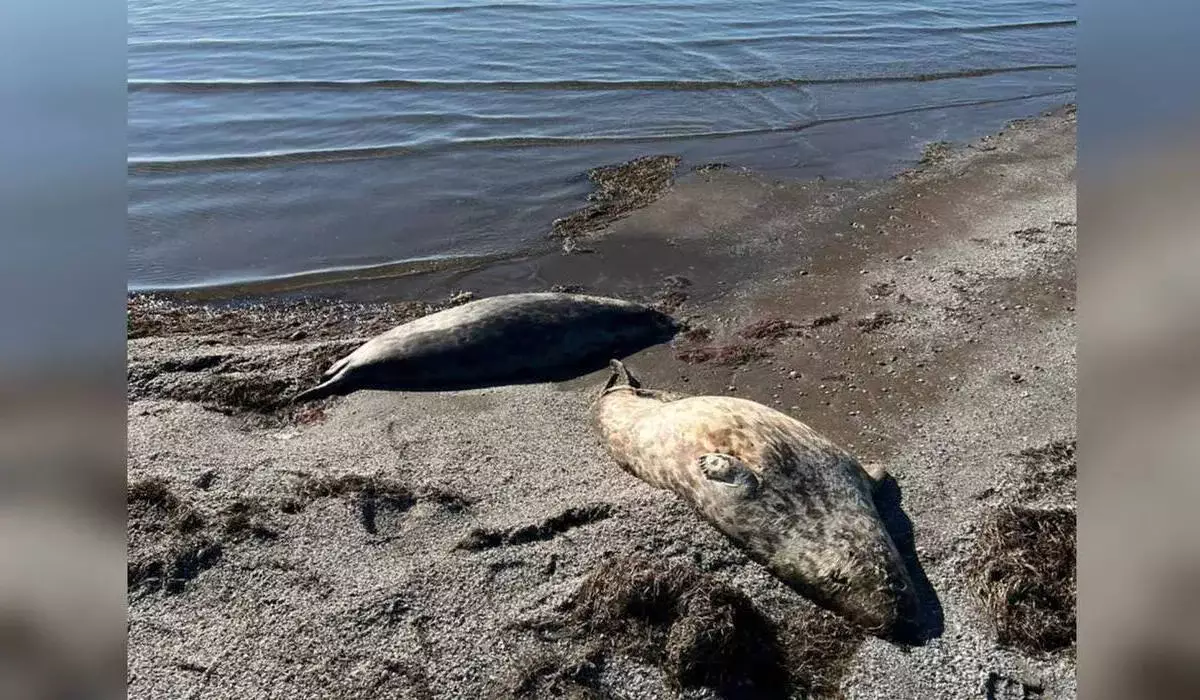 На берегу Каспия в Мангистау продолжают находить мертвых тюленей