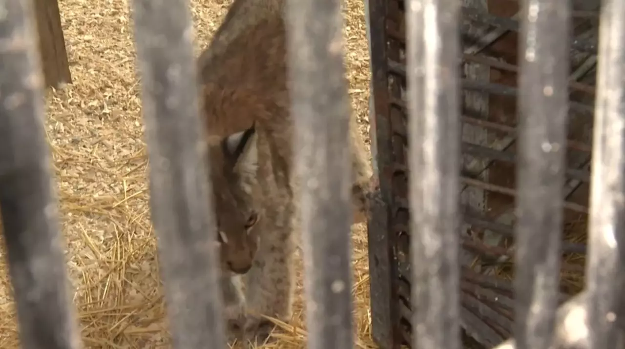 Детеныш рыси пришел к людям за помощью в области Абай