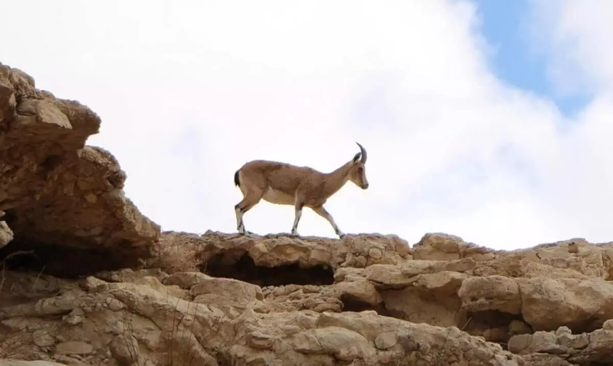 По три года получили за охоту на джейрана трое жителей Алматинской области