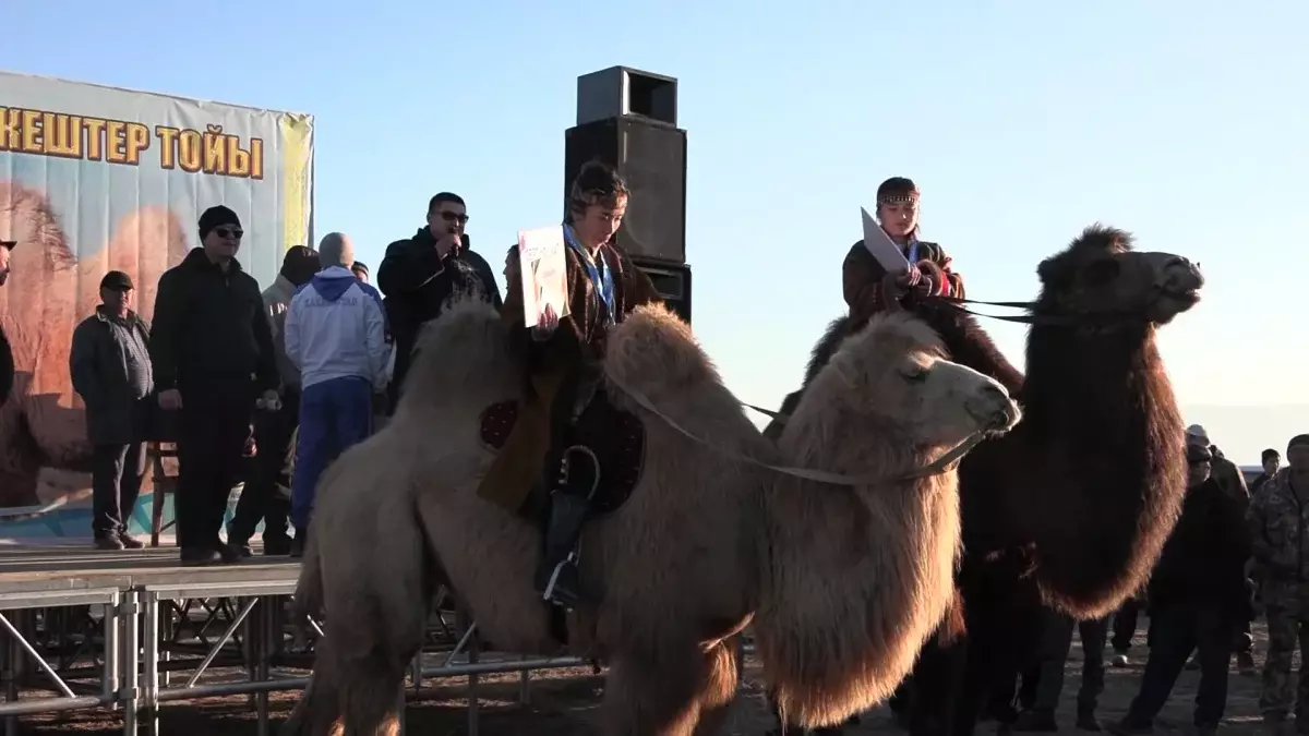 Түйе жарысы: Түркістан облысында алматылық қос арудың желмаясы мәреге өзгелерден бұрын жетті