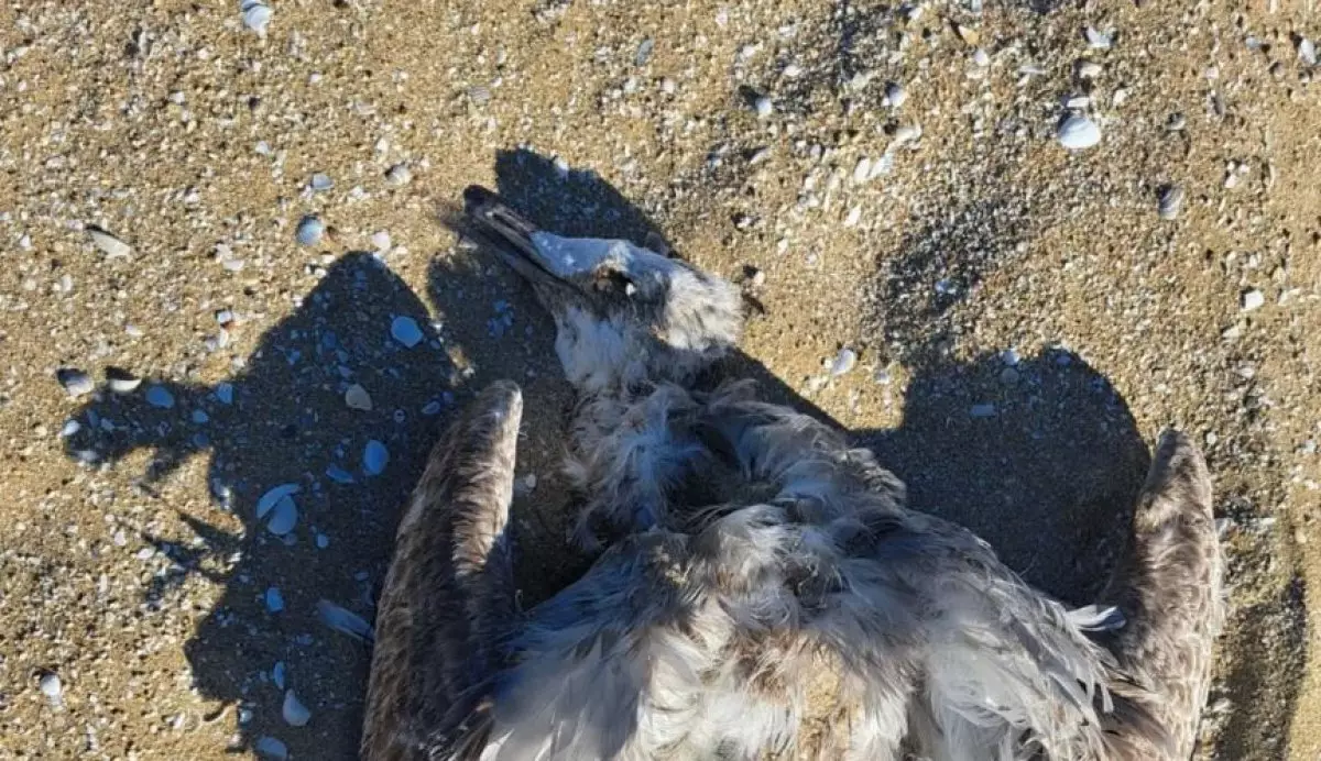 Погибших птиц обнаружили на побережье Каспия в Мангистау (ВИДЕО)
