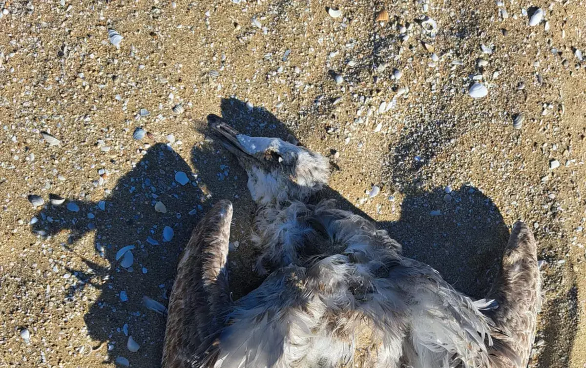 Не только тюлени: в Мангистау на побережье обнаружили погибших птиц - новости на Lada.kz 11.11.2025