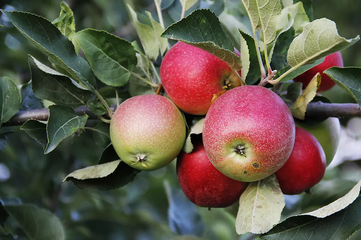 В Казахстане посадили 10 гектаров исторических яблоневых садов Алматинский Апорт.