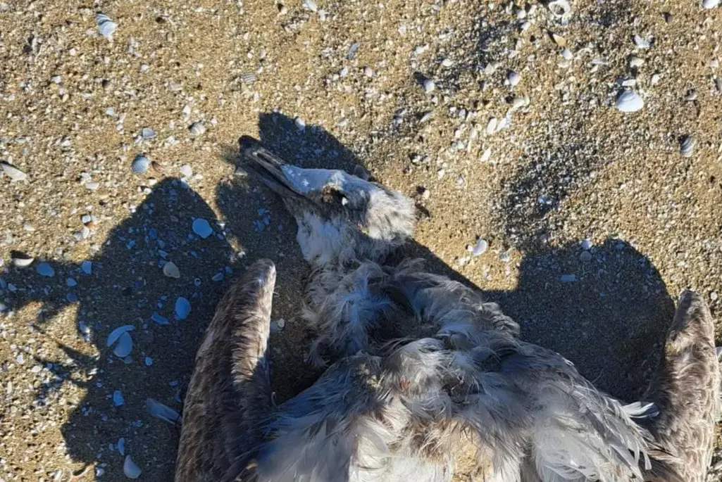В Мангистау на побережье обнаружены погибшие птицы