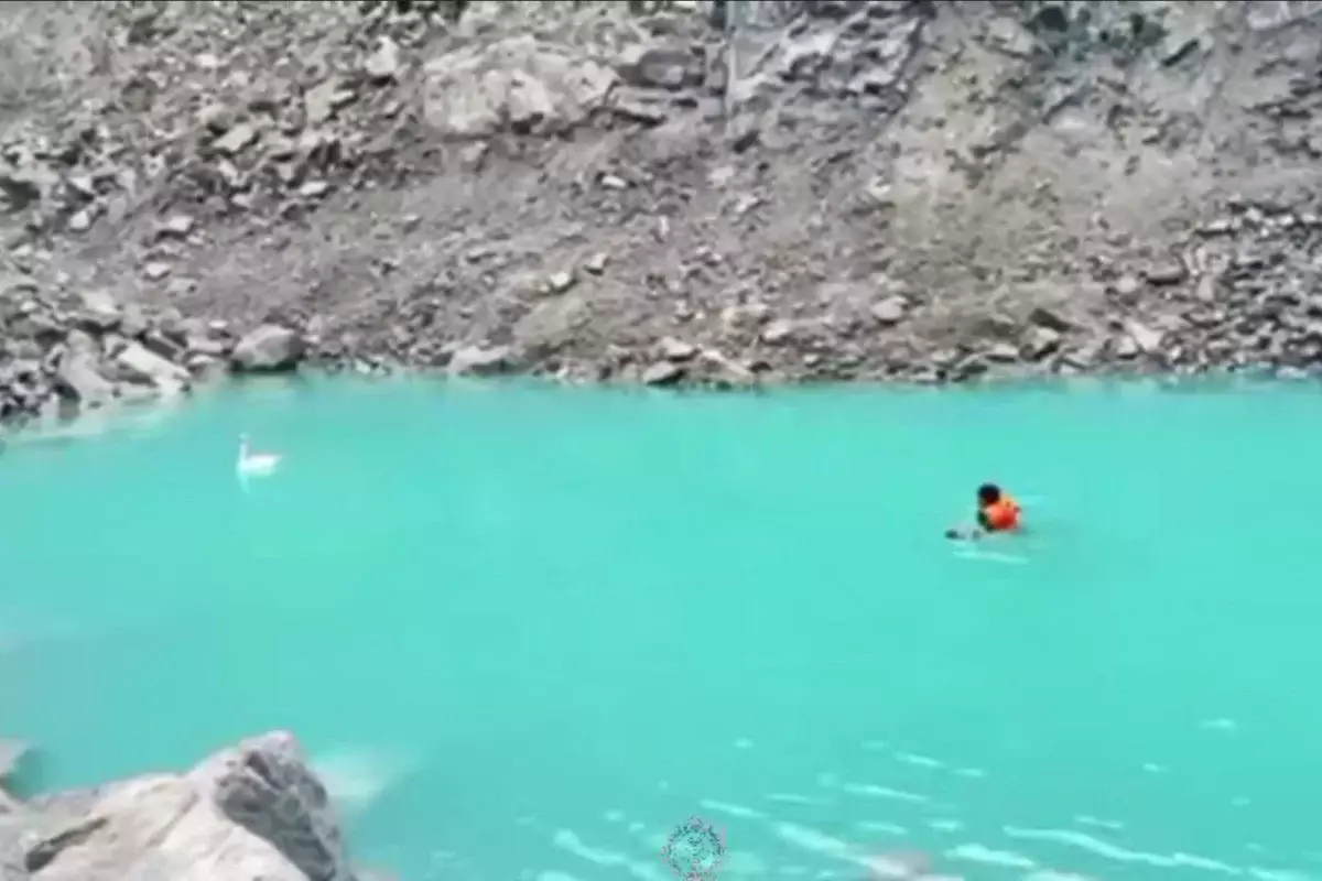 Отбившегося от стаи лебедя спасли сотрудники МЧС в Кокшетау (ВИДЕО)