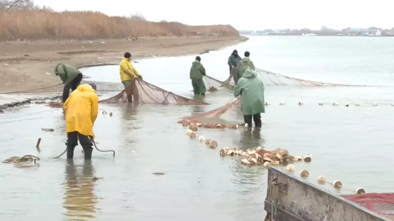 Жайық өзенінде көксерке көбейді