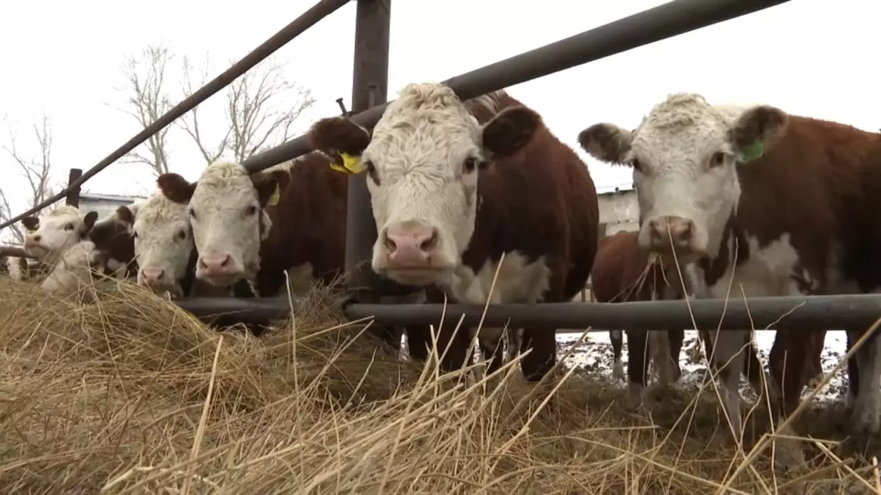 Ақмола облысында асылтұқымды мал басы көбейіп келеді