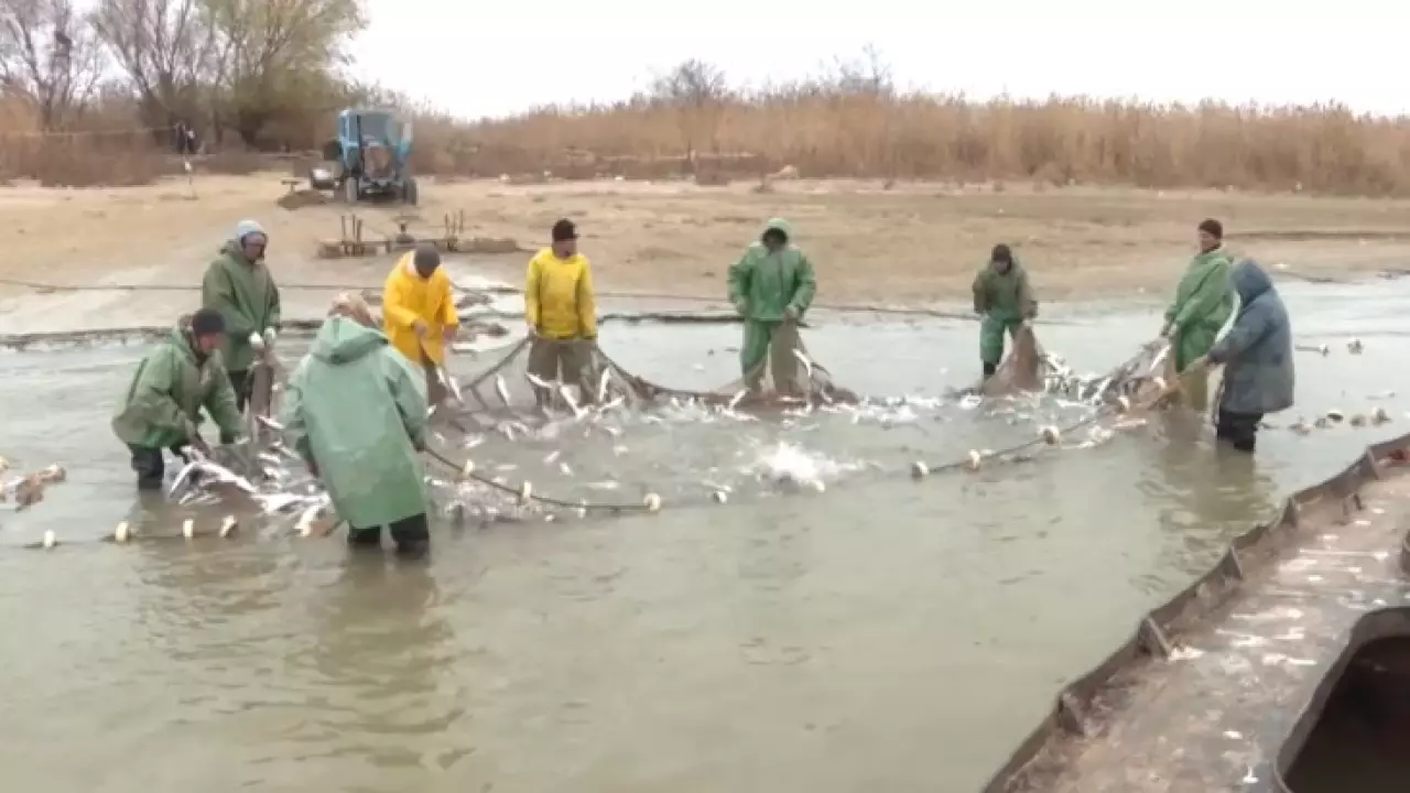 В реке Жайык заметно увеличилась популяция судака