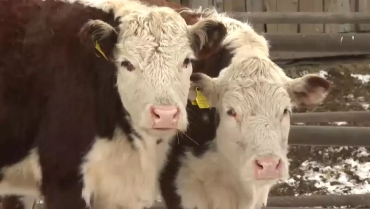 50 тысяч голов КРС насчитывается в Акмолинской области