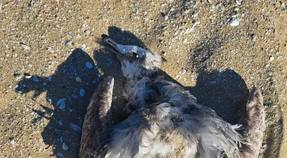 Каспийде итбалықпен қатар құстардың да өлексесі табылған