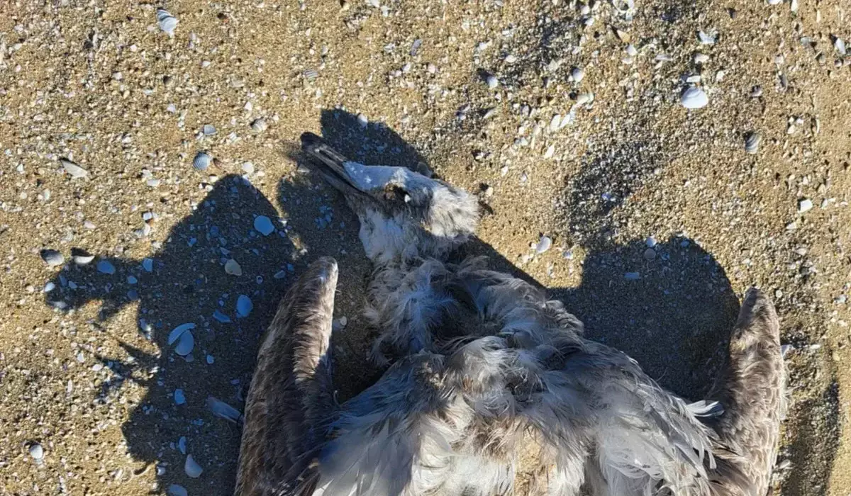 Каспий жағалауында енді құстар қырылып қалды