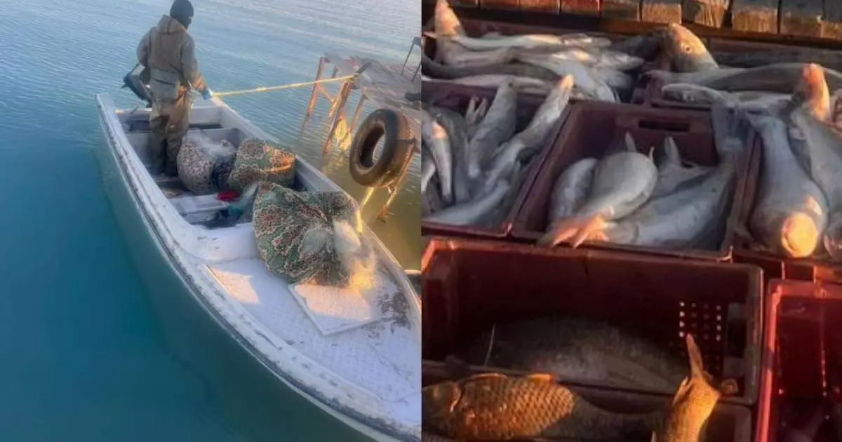  «Шығын – 1,2 млн теңге»: Балқаш көлінде браконьерлер ұсталды 