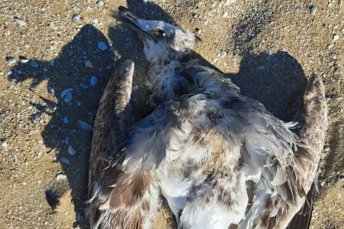 Экологическое бедствие в Мангистау: на побережье Каспия найдены мертвые птицы