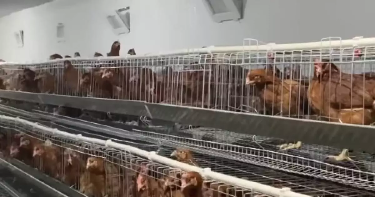  Жаңаөзен қаласында шағын құс фермасы іске қосылды 