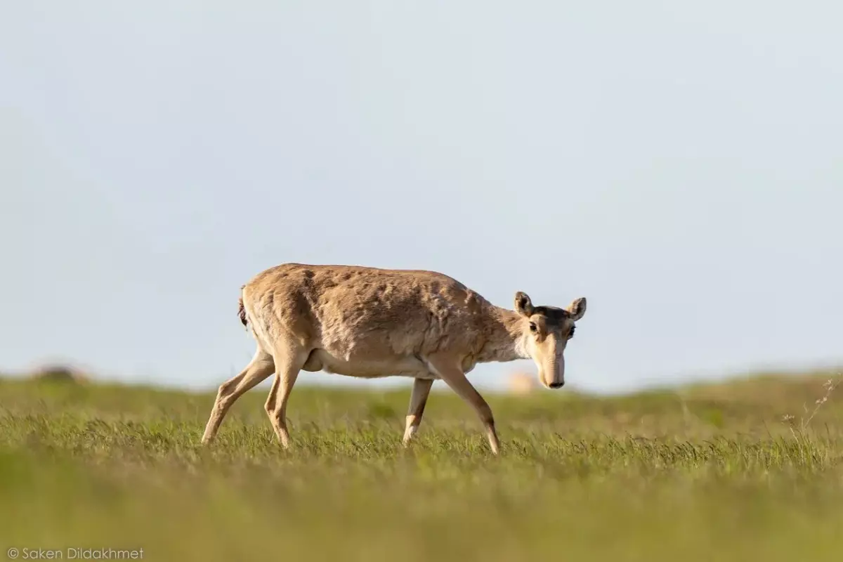 БҚО-да 90 мыңнан аса киікті атып тастады