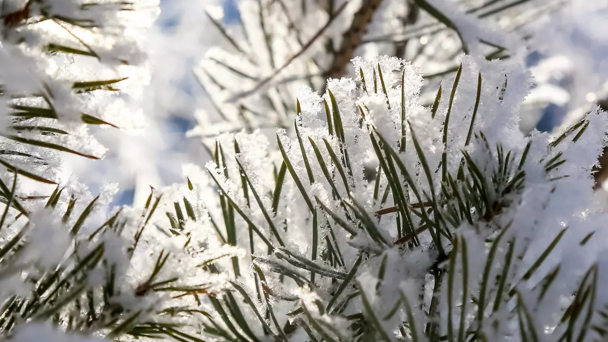 Қытымыр аяз сақталатын аймақтар белгілі болды