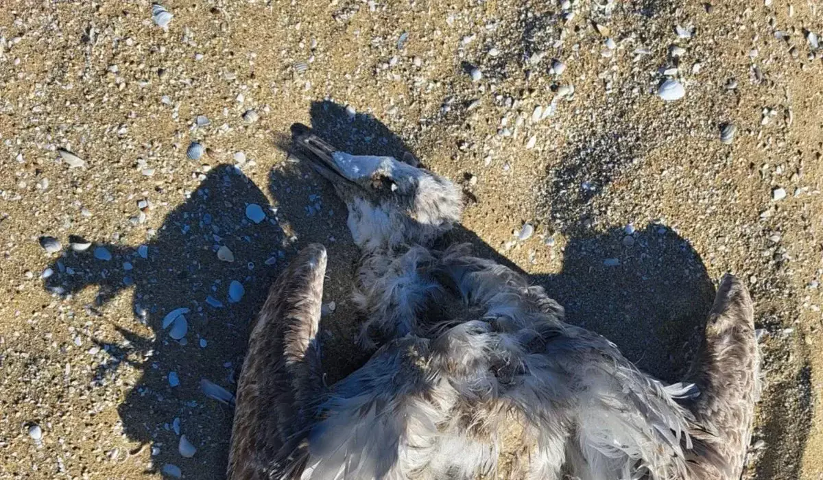 Гибнут не только тюлени: на берегу Каспия нашли мертвых птиц (ВИДЕО)