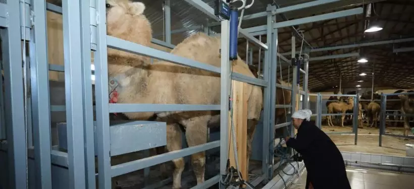 Цех по производству верблюжьего молока открылся в Мангистауской области