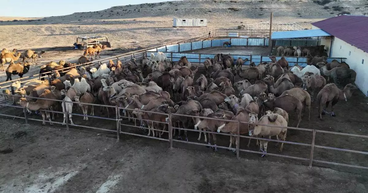  Маңғыстау облысында түйе сүтін өндіретін заманауи цех ашылды 