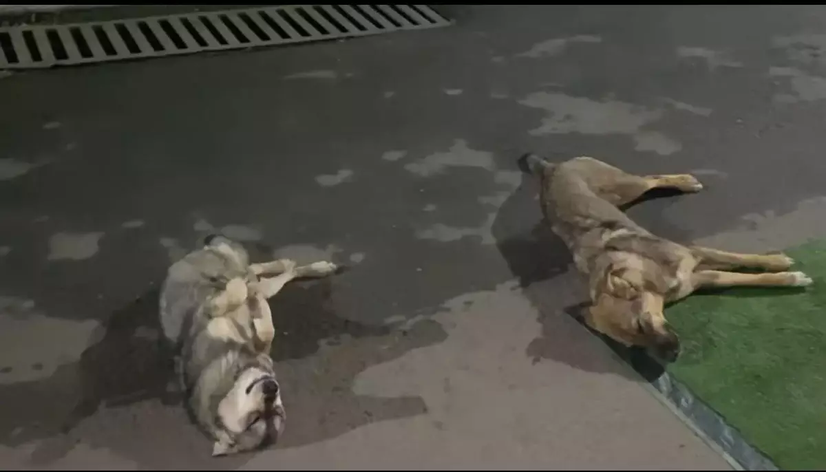 Волонтер возмутилась массовым убийством собак в Уральске