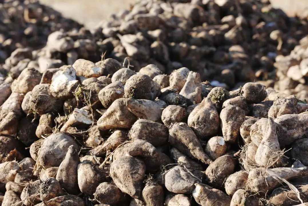 В Жамбылской области планируют собрать 250 тысяч тонн сахарной свёклы