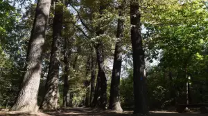 Баум тоғайы: табиғатпен үндескен тарих