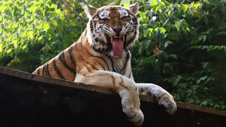 Москва и Астана подписали соглашения о завозе амурских тигров в Казахстан из РФ.