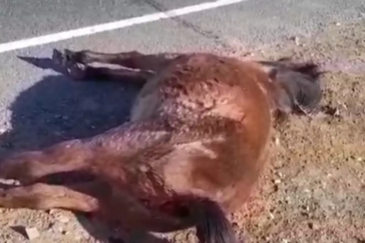 На трассе Актобе – Астрахань участились случаи гибели скота