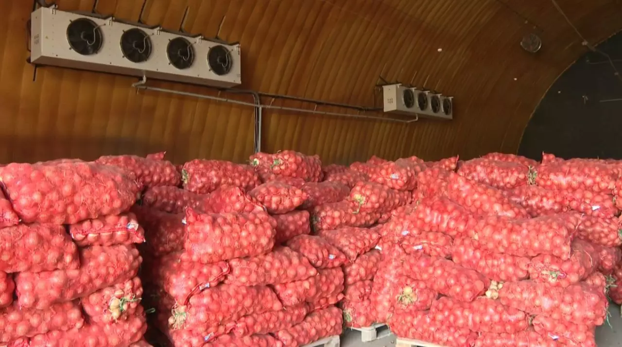 Стабфонд области Жетысу заготовит 9,5 тысячи тонн продовольствия