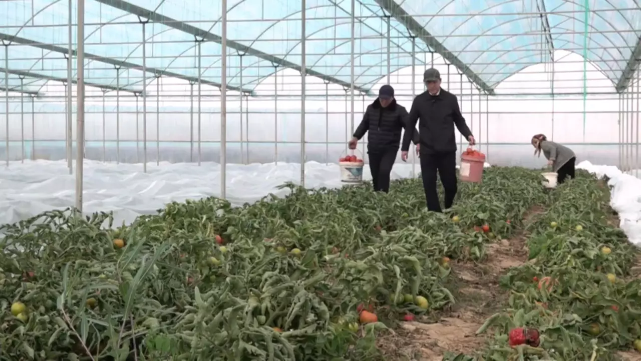 Түркістан облысында 3,5 мыңнан аса жұмыс орны ашылды