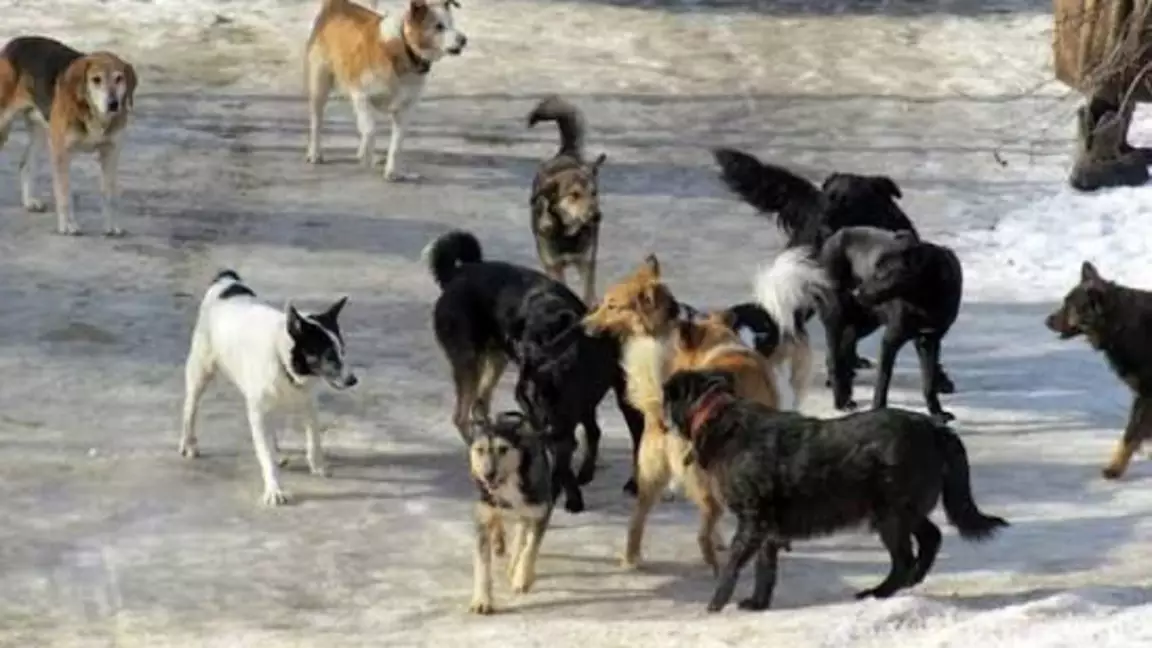 Қарасай ауданында қаңғыбас иттер көбейіп кеткен