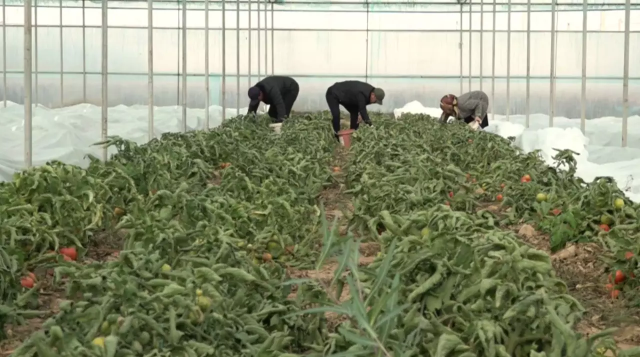 «Ауыл аманаты»: бизнес в селе набирает обороты