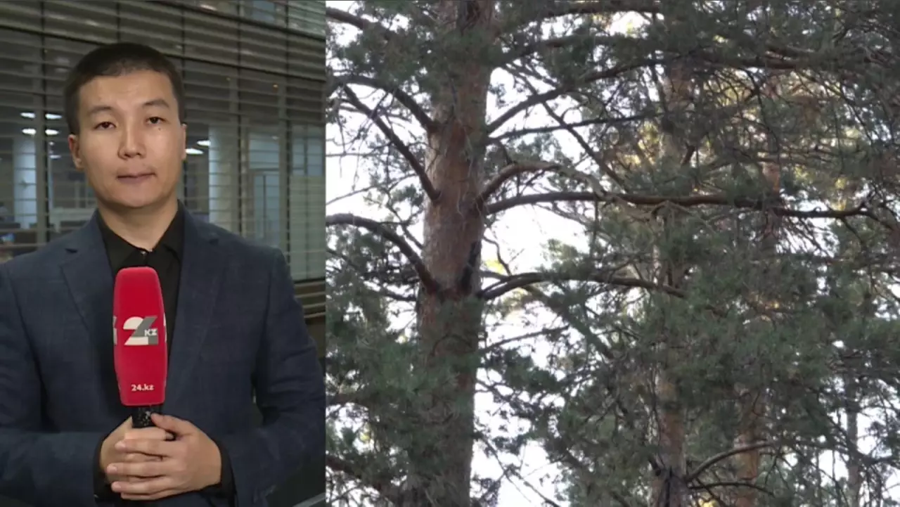 Енді орманда кесілген әрбір ағаш таңбаланады