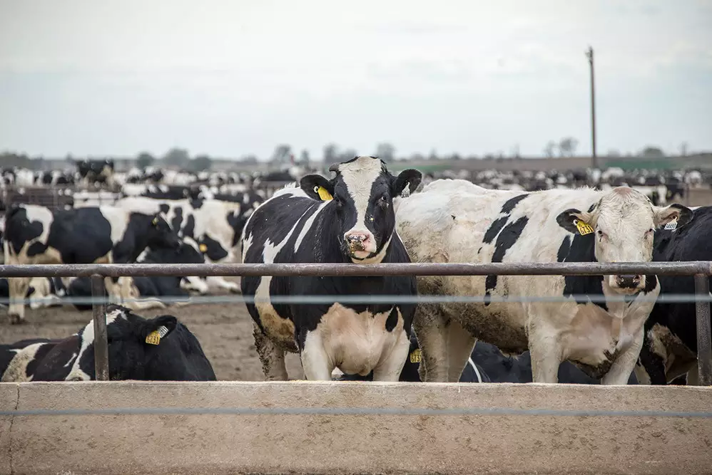 Казахстан увеличивает экспорт мяса: как это отражается на ценах внутри страны