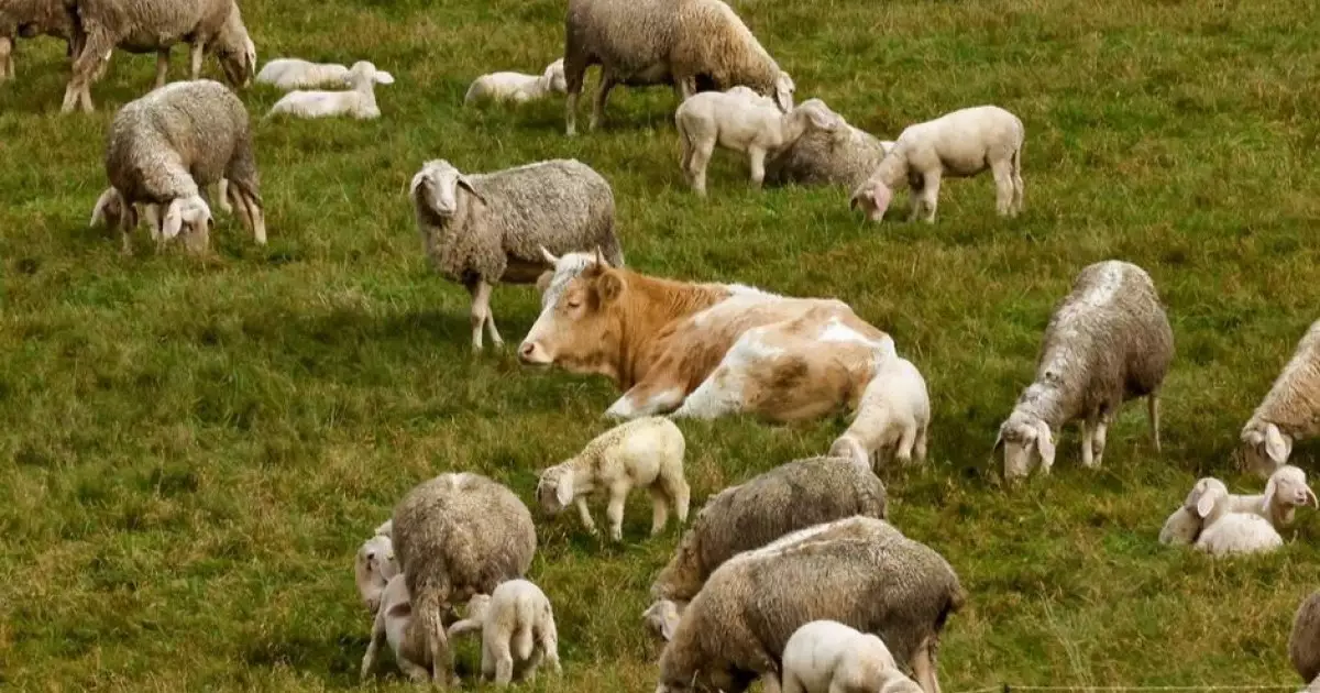  Қасапшыдан қашып кеткен сиыр қойларды паналапты 