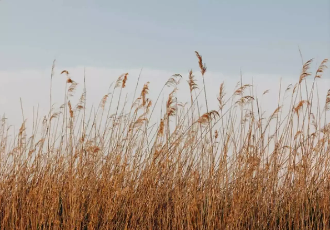 Пенсионера искали в Костанайской области
